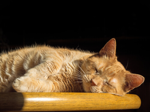 Los gatos sueñan