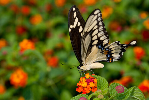 La mariposa cola de golondrina: las más grandes y exóticas