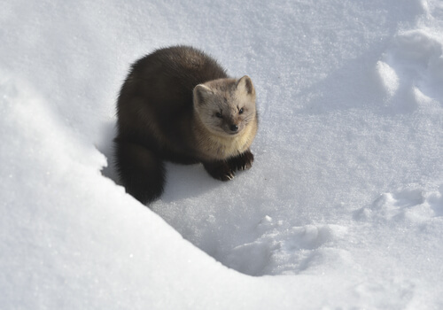 Die Marderartigen - von Königen begehrt, wegen ihres Geruchs als abstoßend empfunden