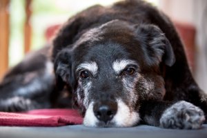 Medicina alternativa mascotas geriátricas - Mis