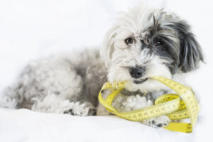 ¿Cómo tomar las medidas de mi perro?