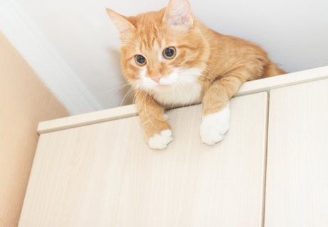 Cómo proteger a tu gato frente a los venenos domésticos - Mis Animales