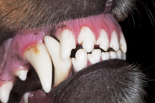 Molestias dentales en el perro durante el cambio de dentición