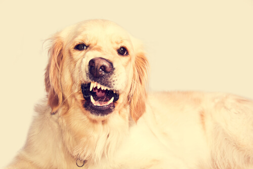 Molestias dentales en perros derivadas de problemas odontológicos