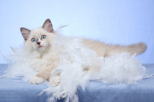 5 cosas que debes saber sobre la muda del gato