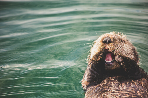 Nutria marina (Enhydra lutris)