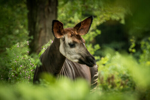 Okapi: hábitat