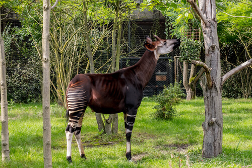 Okapi en peligro de extinción