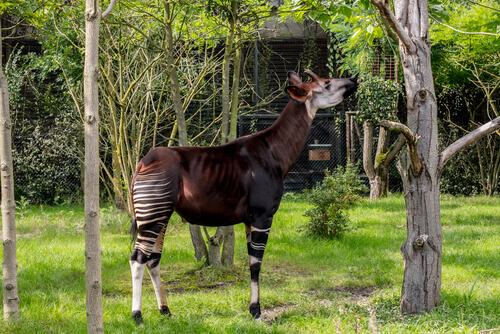 El milenario okapi - Mis Animales