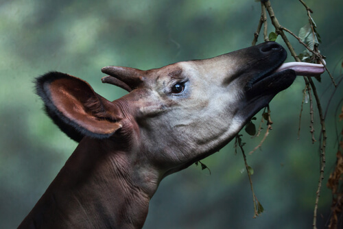 Okapi: reproducción