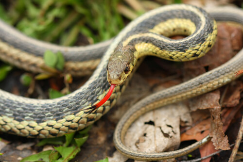 A snake's forked tongue allows it to "sniff" the air.