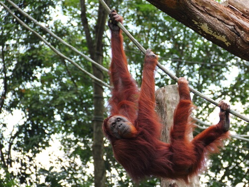 Orangután de Sumatra: alimentación