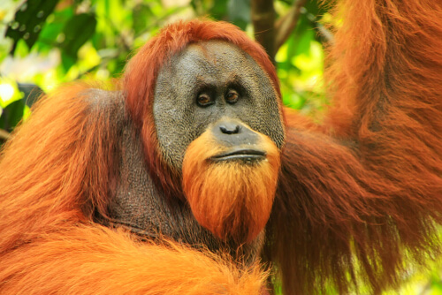 El orangután de Sumatra: características físicas