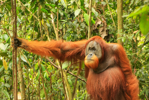 Orangután de Sumatra en peligro de extinción