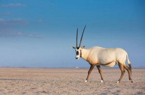 Reproducción y conservación del órice de Arabia