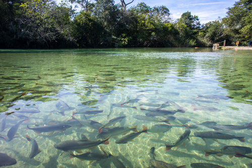 Osmorregulación en peces de agua dulce