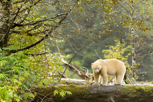 Oso kermode, el espíritu del bosque