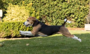 Osteopatía animal: ¿qué es?