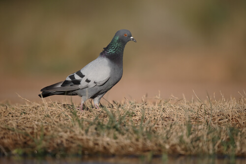Rock doves are the most common of all doves and pigeons in Spain.
