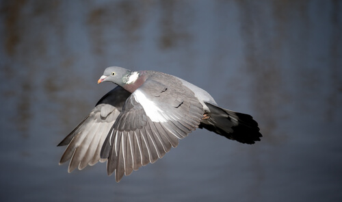 A wood pigeon in flight.