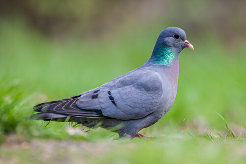 The stock dove.