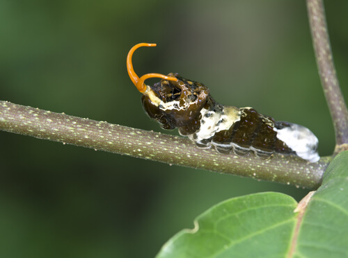 Papilio machaon