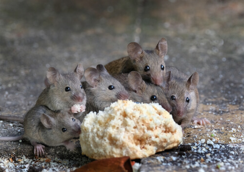Los parásitos más comunes en roedores