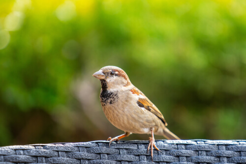 Passer domesticus