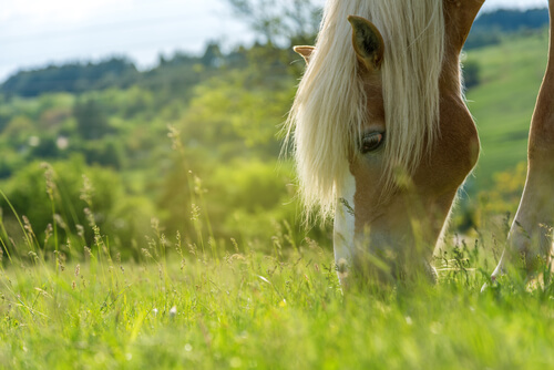 Pasto para caballos