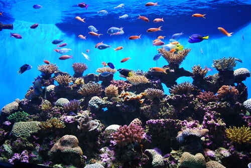Peces de gran belleza para tu acuario