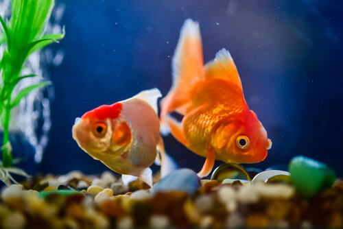 Peces enfermos