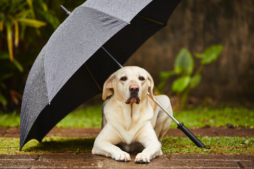 Perro con miedo a la lluvia