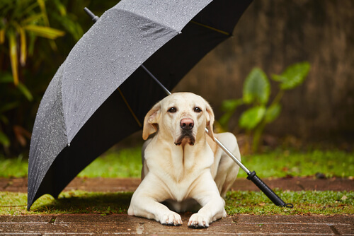 Perro con miedo a la lluvia