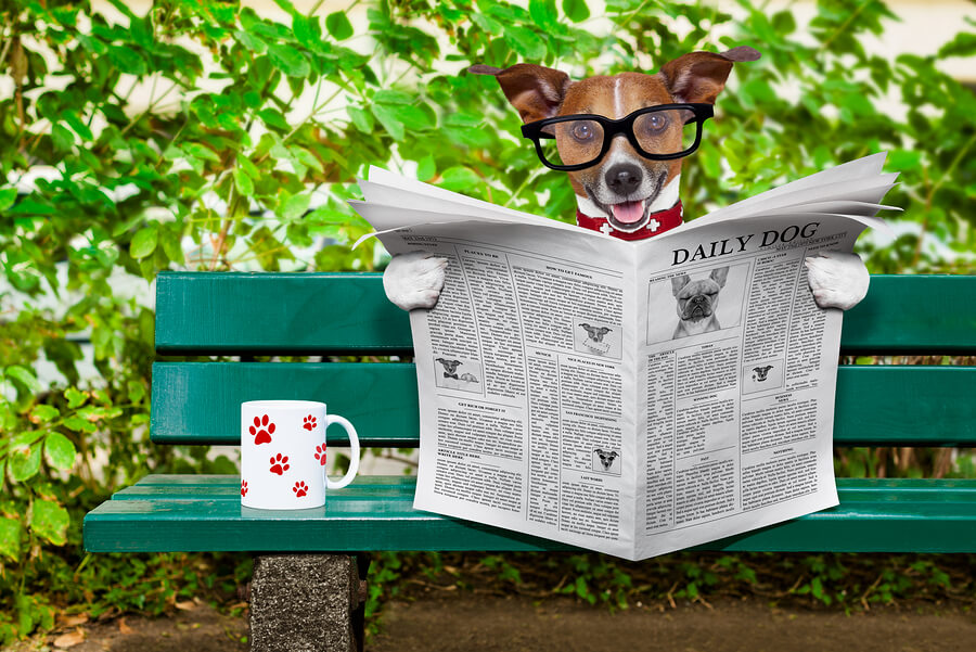 Perro con gafas y periódico leyendo noticias