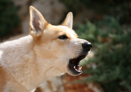 A dog barking outside.