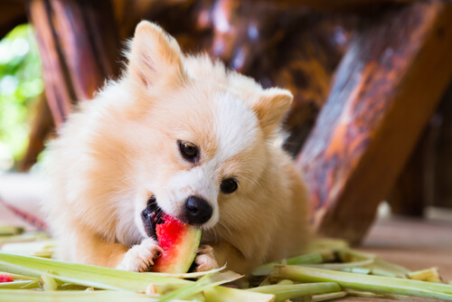 Perros de picnic
