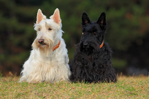 4 razas de perros escoceses