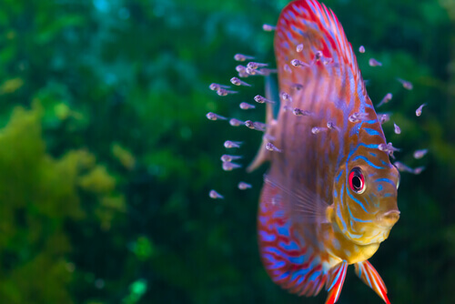 Pez disco (Symphysodon discus)