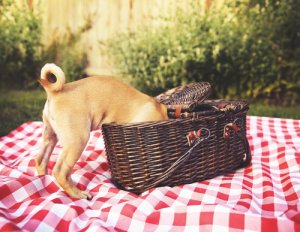 Consejos para hacer un picnic para perros