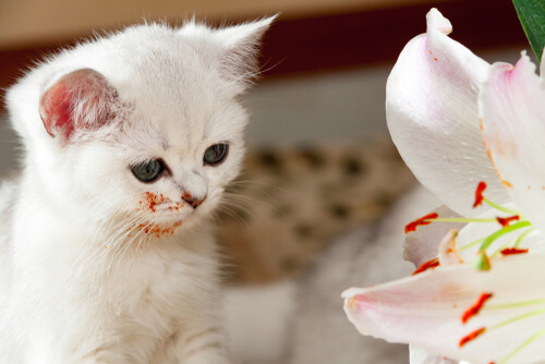 El lirio es una de las plantas más venenosas para gatos