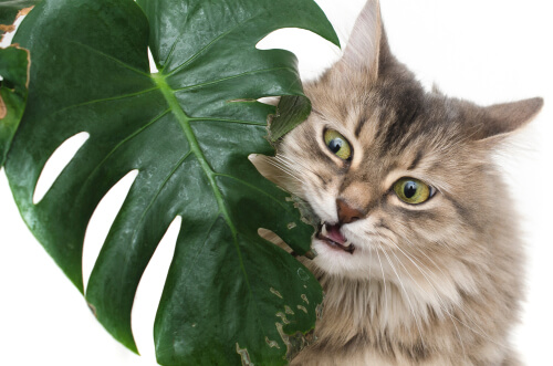 ¿Cuáles son las plantas más venenosas para las mascotas?
