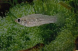 Poecilia formosa, el pequeño pez que hacen un gran chapoteo