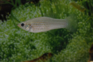 Poecilia formosa, el pequeño pez que hacen un gran chapoteo