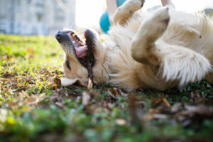 Por qué lanzarle un palo a tu perro puede costarle la vida