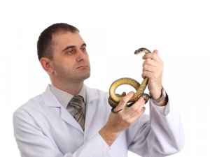 Enfermedades que pueden transmitir los reptiles a los humanos