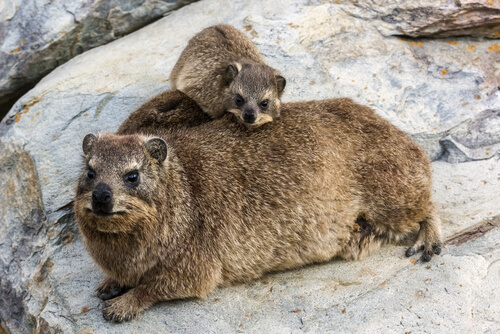 Procavia capensis