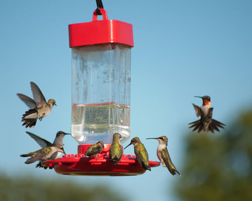 Qué colores atraen a los colibríes