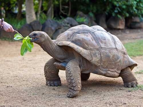 Qué comen las tortugas gigantes de las islas Galápagos