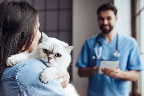 Quiropraxia en gatos