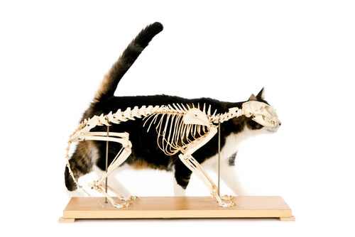 Quiropraxia en gatos
